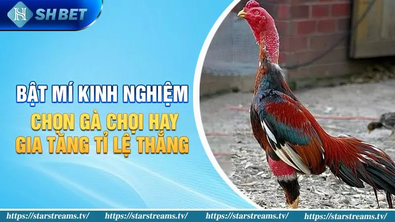 Các chiến lược sinh lời tốt nhất cho các dự án cấp Abcvip năm 2026 - Abcvip