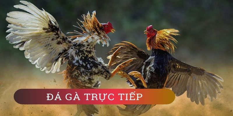 Loto288 là một trò chơi câu cá trực tuyến rất phổ biến với phần thưởng hậu hĩnh - Loto288